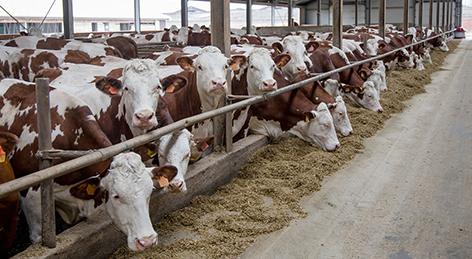 福建凱景新型科技材料有限公司